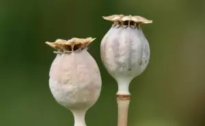 Podložka Pod Ryby S Metrem