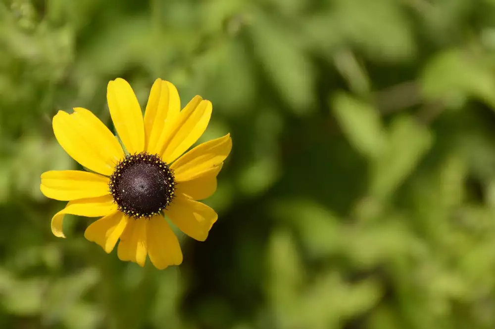 Rudbekie Druhy